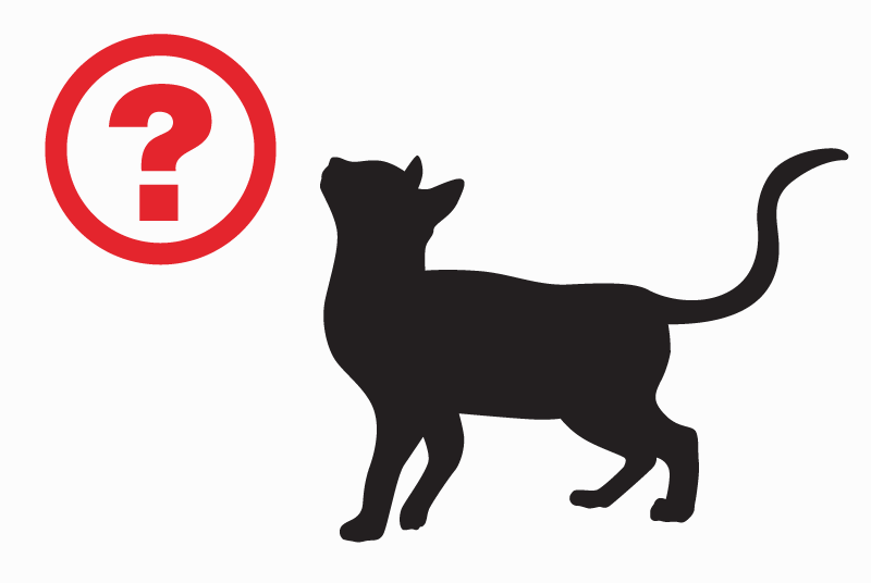 Fundmeldung Katze rassenmischung Unbekannt Dampierre-en-Burly Frankreich