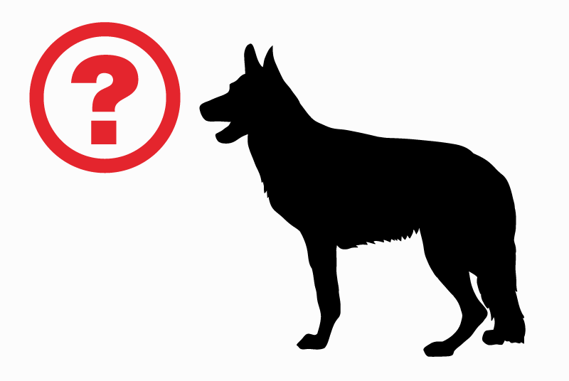 Alerta desaparecimento Cão cruzamento Macho , 3 anos Horsarrieu France