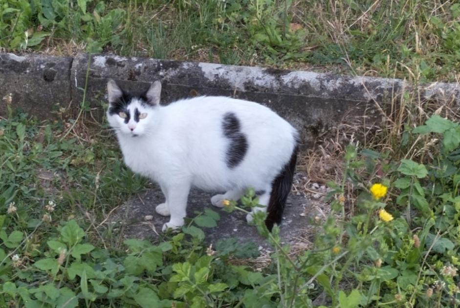Fundmeldung Katze Unbekannt Ingré Frankreich