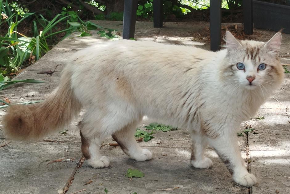 Fundmeldung Katze rassenmischung Männliche , 2 Jahre Meung-sur-Loire Frankreich