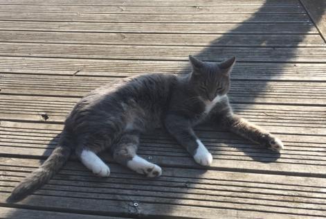 Vermisstmeldung Katze Männliche , 8 jahre Ormes Frankreich