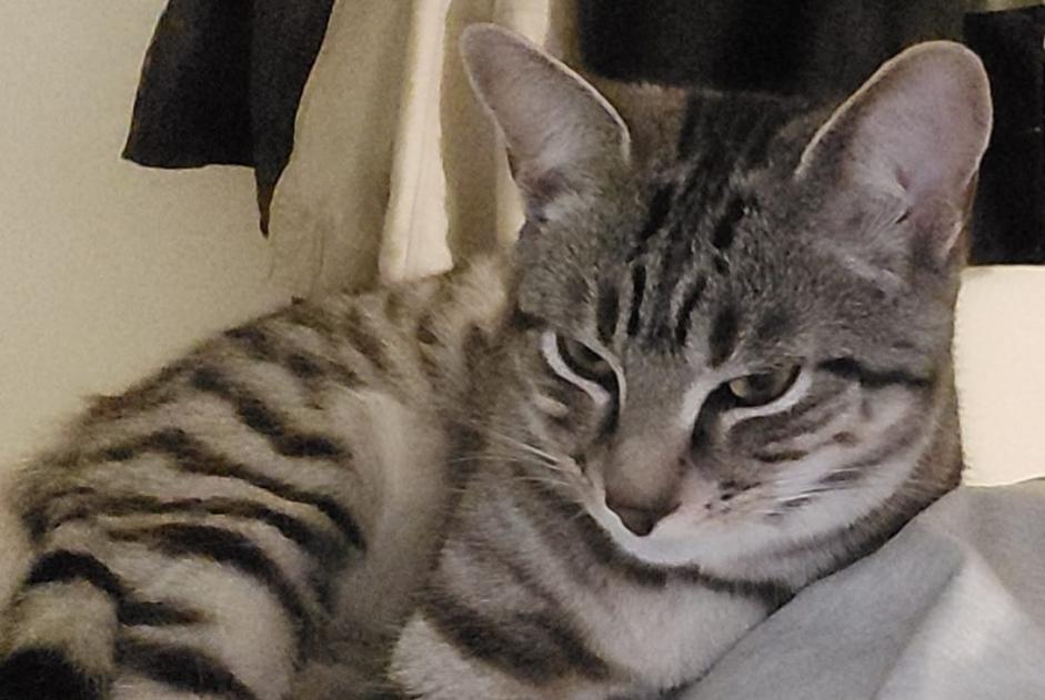 Vermisstmeldung Katze Männliche , 2 jahre Châtillon-sur-Loire Frankreich