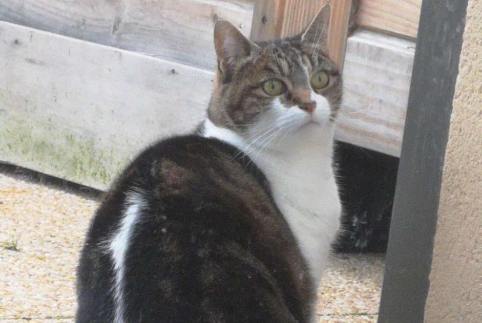 Disappearance alert Cat Female , 9 years Amilly France