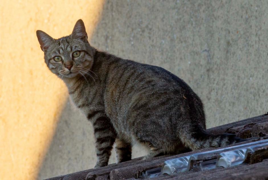 Disappearance alert Cat  Male , 6 years Vimory France