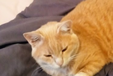 Disappearance alert Cat  Male , 9 years Orléans France