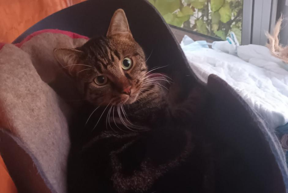 Disappearance alert Cat Male , 1 years Tavers France