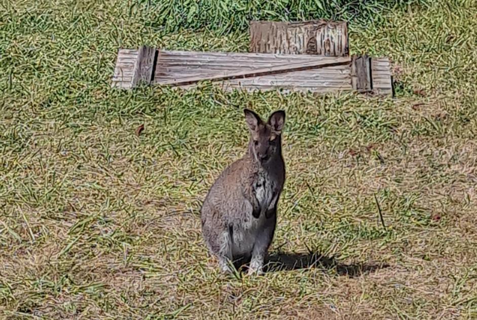 Alerte Disparition Autre rodent Femelle , 2023 ans Saint-Firmin-sur-Loire France