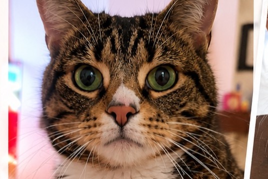 Alerte Disparition Chat croisement Mâle , 7 ans Dry France