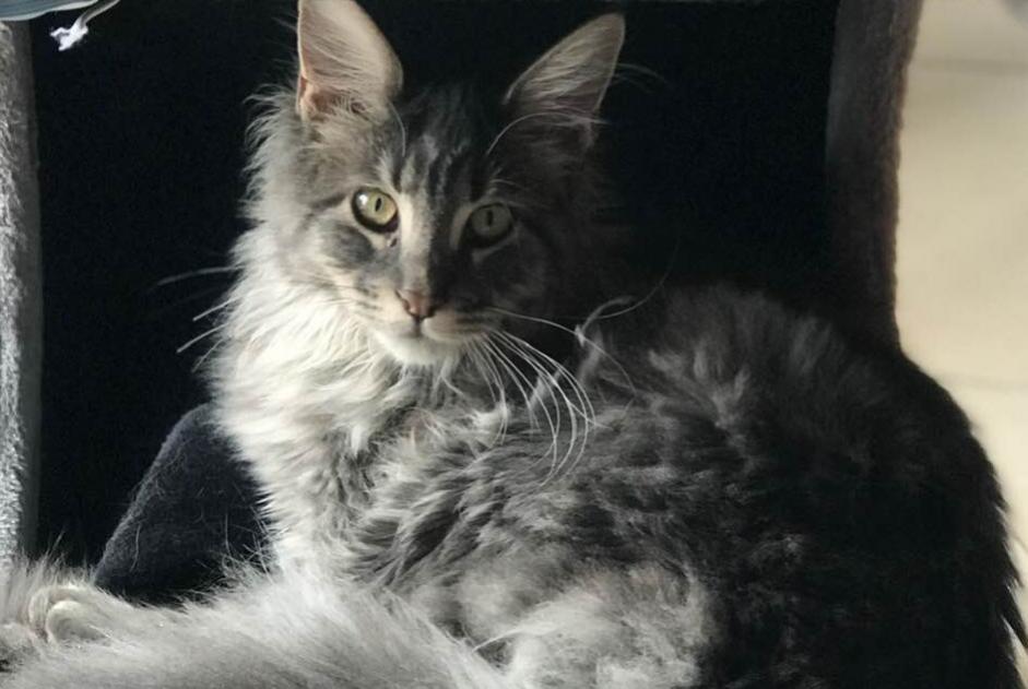 Alerte Disparition Chat Femelle , 3 ans Bonnée France Alerte Disparition Chat Femelle , 3 ans Bonnée France