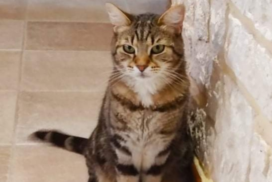 Alerte Disparition Chat Mâle , 4 ans Orléans France Alerte Disparition Chat Mâle , 4 ans Orléans France
