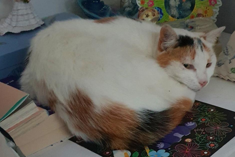 Alerte Disparition Chat Femelle , 6 ans Châteauneuf-sur-Loire France Alerte Disparition Chat Femelle , 6 ans Châteauneuf-sur-Loire France
