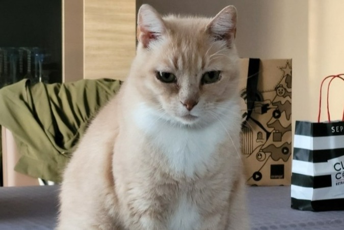 Alerte Disparition Chat Mâle , 12 ans Saran France Alerte Disparition Chat Mâle , 12 ans Saran France