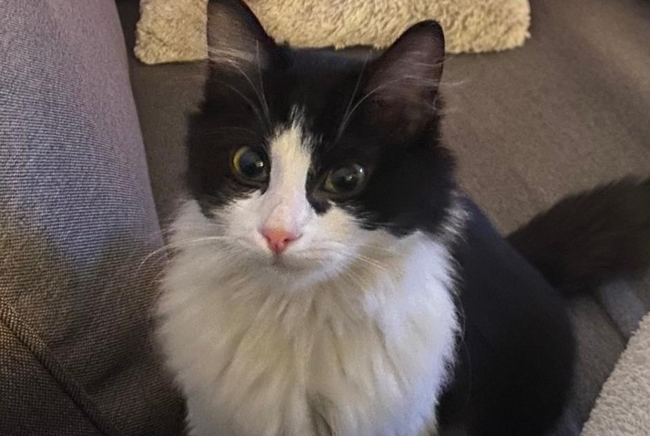 Alerte Découverte Chat Femelle Briare France