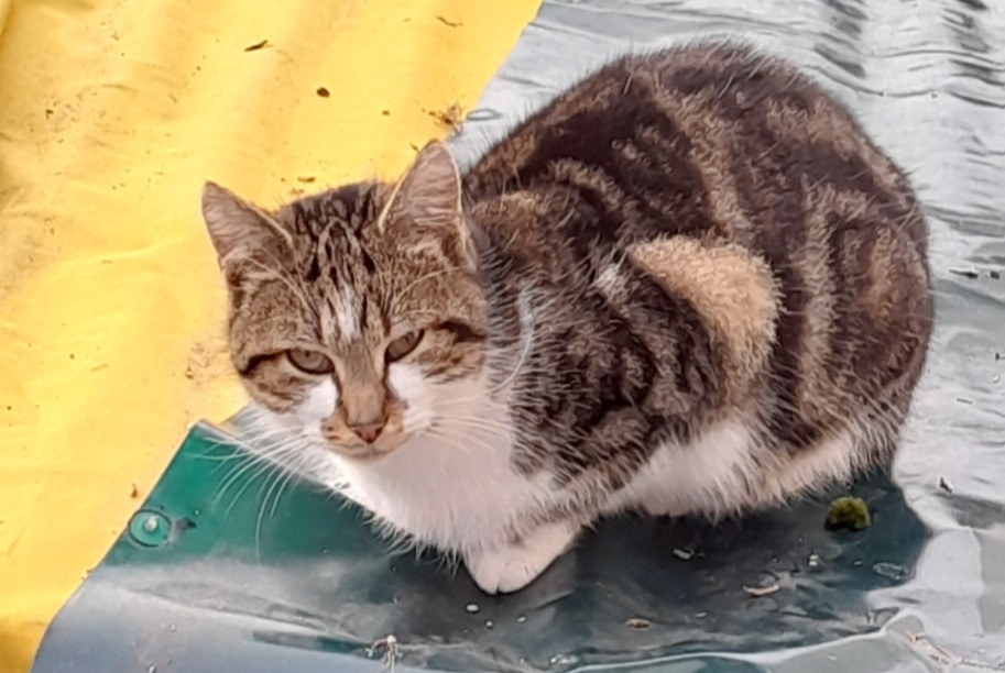 Alerte Découverte Chat Inconnu Saint-Gondon France