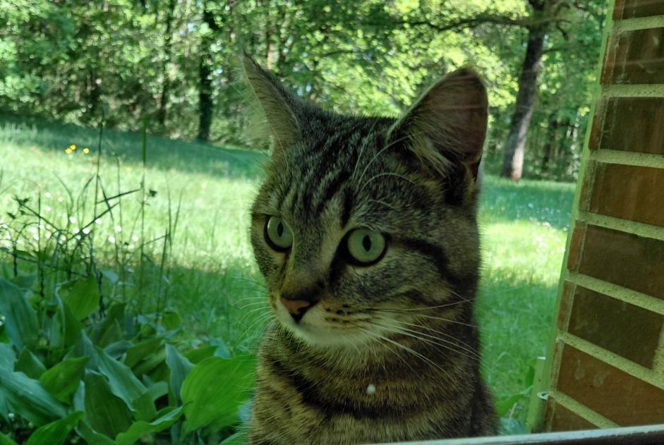 Alerte Découverte Chat croisement Mâle Ménestreau-en-Villette France