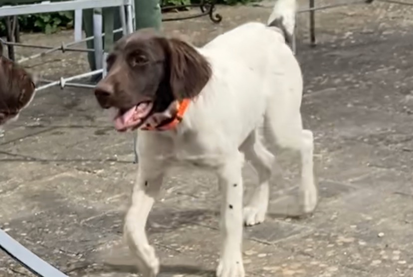 Alerte Disparition Chien  Femelle , 0 ans Jouy-le-Potier France