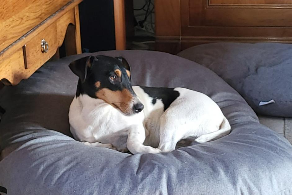 Alerte Disparition Chien croisement Mâle , 5 ans Coullons France