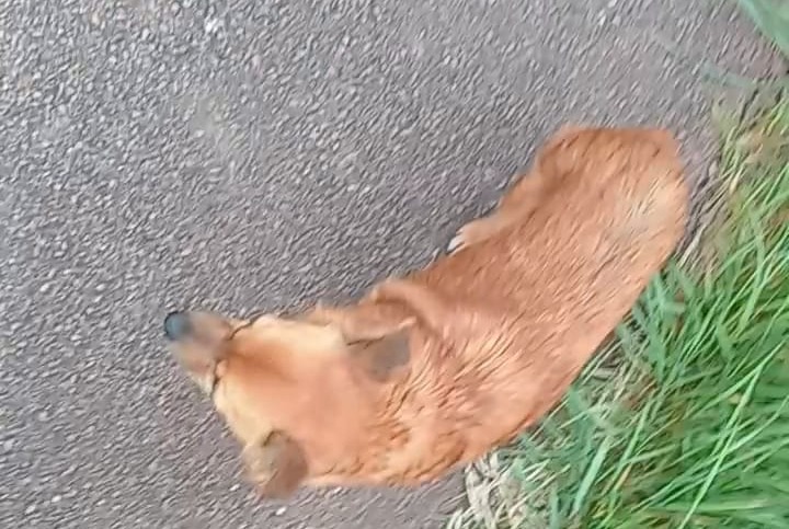 Alerte Disparition Chien croisement Femelle , 10 ans Beaune-la-Rolande France