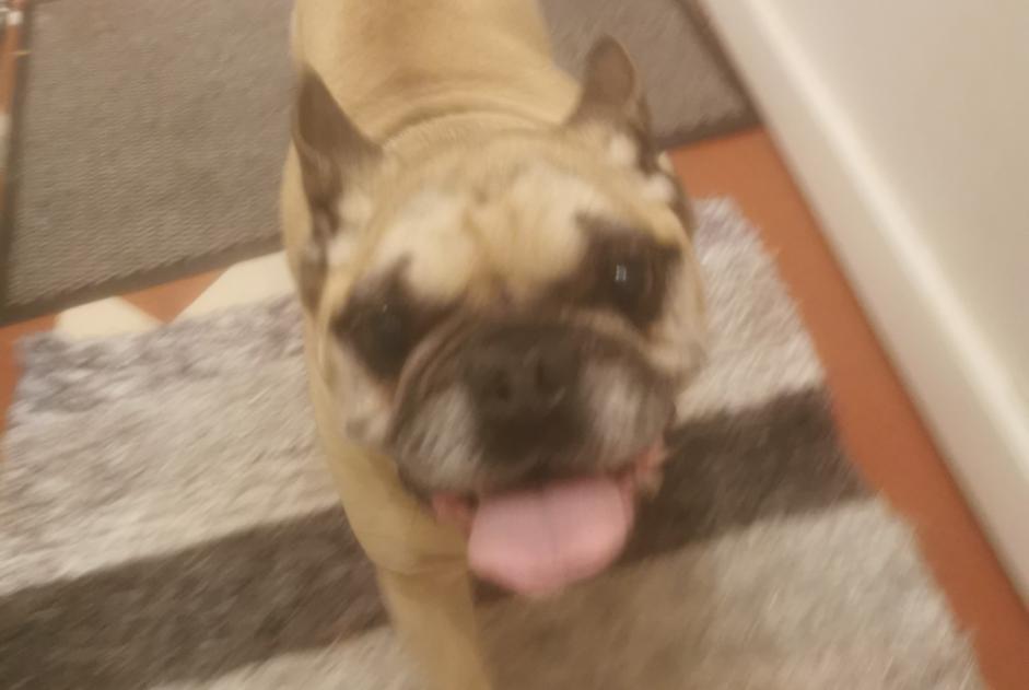 Alerte Découverte Chien Mâle Puiseaux France Alerte Découverte Chien Mâle Puiseaux France