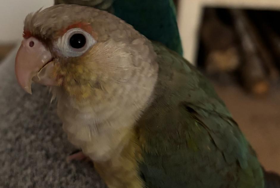 Alerte Disparition Oiseau Femelle , 2025 ans Échilleuses France