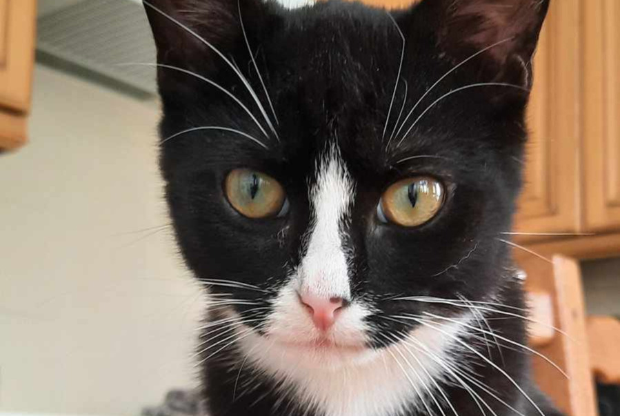 Avviso scomparsa Gatto Maschio , 2 anni Gien Francia Avviso scomparsa Gatto Maschio , 2 anni Gien Francia