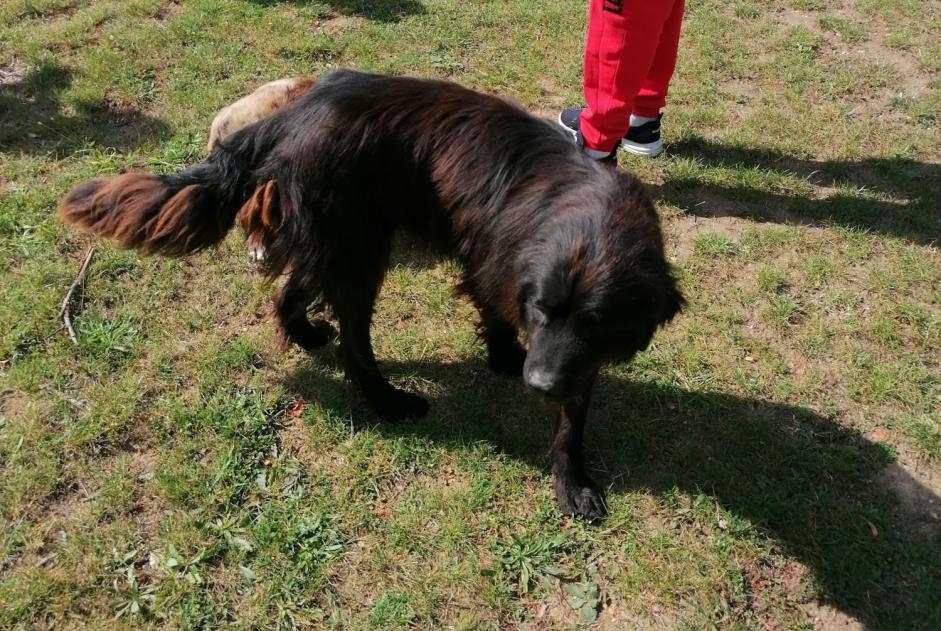 Ontdekkingsalarm Hond Mannetje Juranville Frankrijk