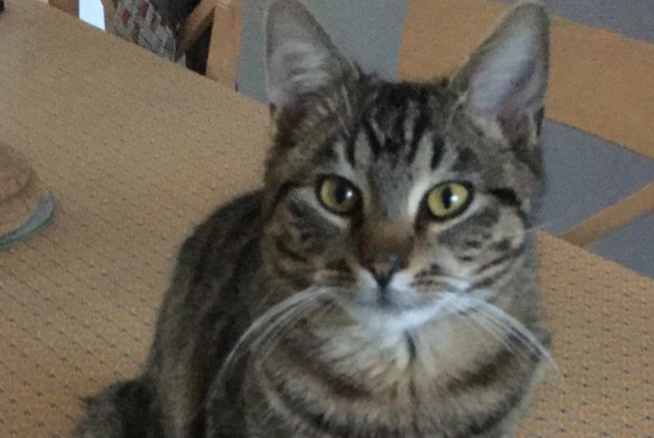 Alerta desaparecimento Gato Macho , 1 anos Épinay-sur-Odon France