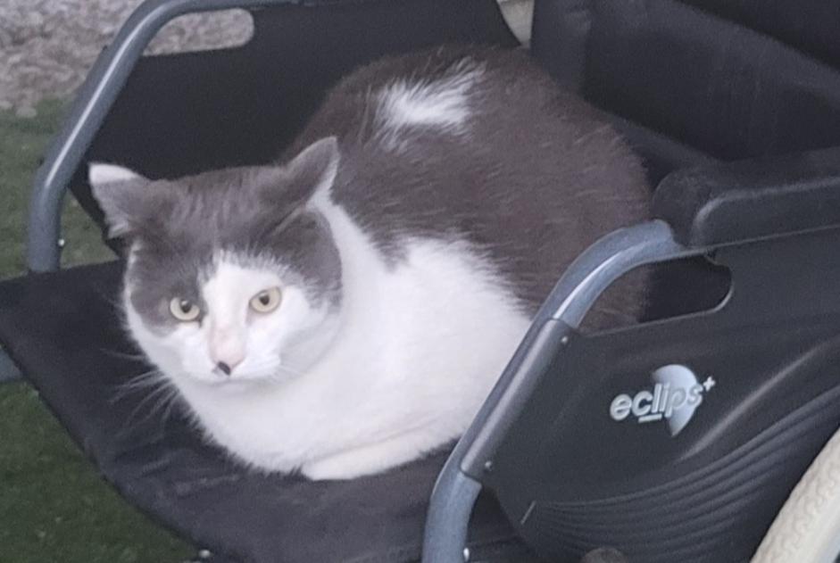 Alerta desaparecimento Gato Macho , 2 anos Ingré France