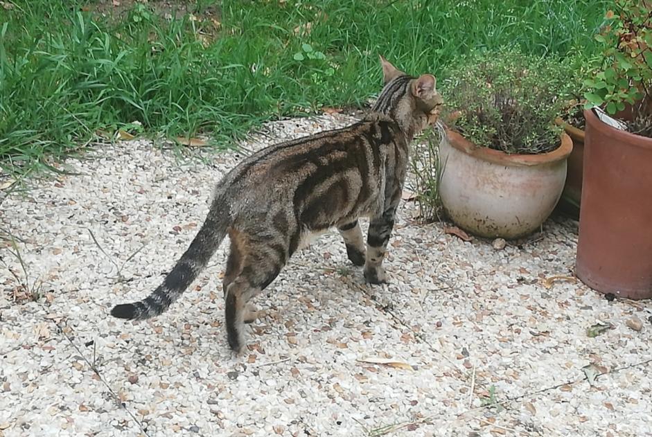 Alerta desaparecimento Gato Fêmea , 3 anos Saint-Jean-le-Blanc France