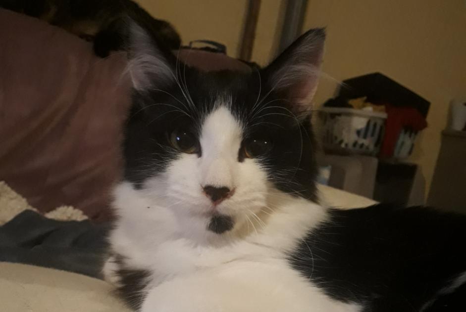 Alerta desaparecimento Gato  Macho , 5 anos Saint-Firmin-des-Bois France