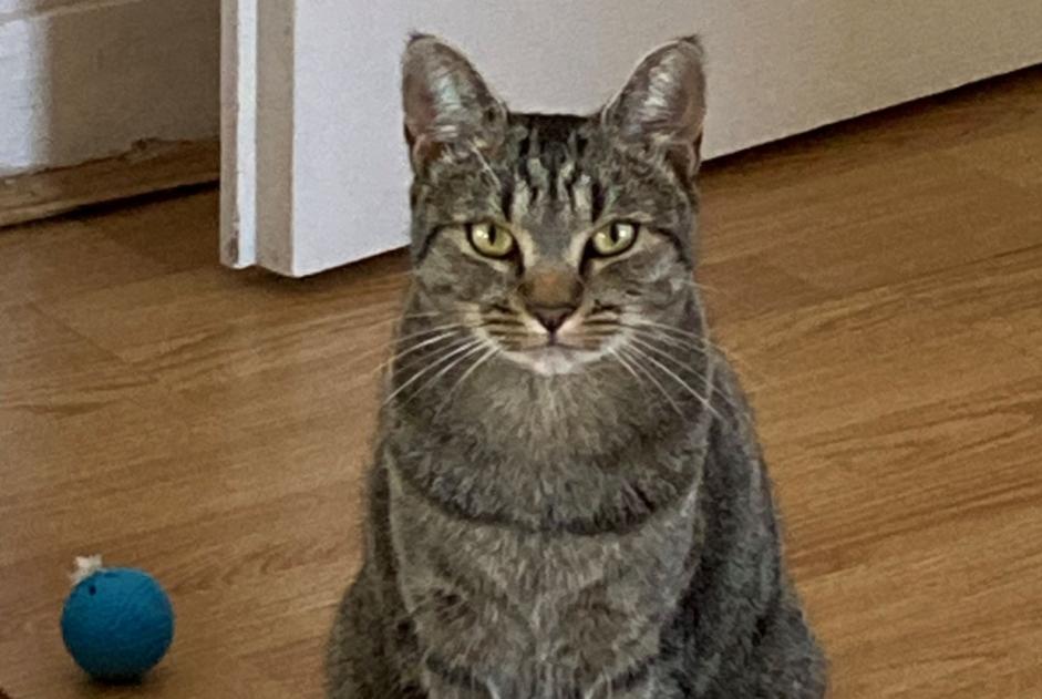 Alerta desaparecimento Gato cruzamento Fêmea , 3 anos Orléans France