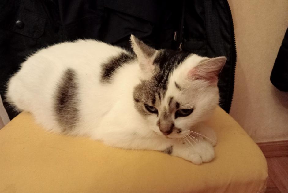 Alerta descoberta Gato cruzamento Fêmea Villemandeur France